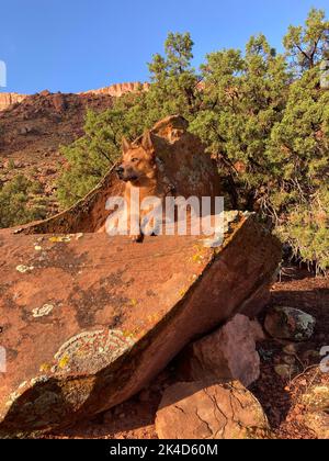 Une photo verticale d'un chien de Dingo qui profite de la vie près des montagnes Banque D'Images