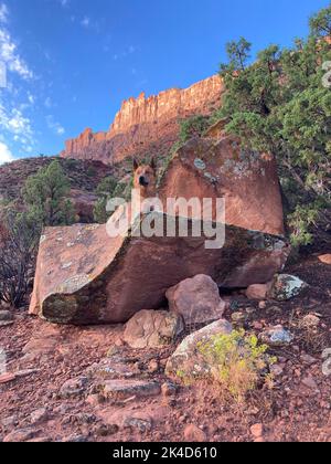 Une photo verticale d'un chien de Dingo qui profite de la vie près des montagnes Banque D'Images