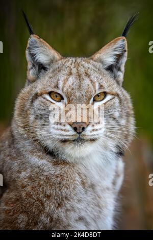 Portrait de Lynx en été. Scène sauvage de la nature. Animal sauvage dans l'habitat naturel Banque D'Images