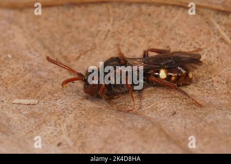 Gros plan sur une petite abeille nomade rouge colorée, Nomada albuguttata, assise sur une feuille séchée Banque D'Images