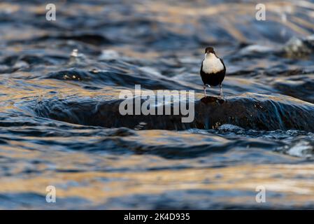 Un petit balancier à gorge blanche se trouve sur une corniche sur l'eau et regarde la caméra Banque D'Images