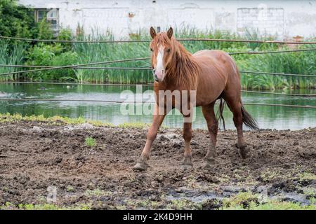 Un cheval jeune et fort avec une marque blanche sur le museau marche paisiblement dans un pâturage de l'écurie. Regarde la caméra. Banque D'Images