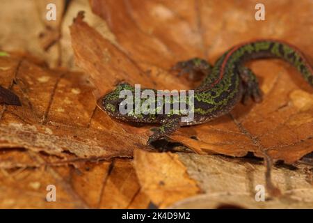 Gros plan sur le vert coloré européen, près menacé portugais Pygmy marbré newt, Lissotriton pygmaeus assis sur une feuille séchée Banque D'Images