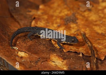 Gros plan détaillé sur un jeune terrestre du nouveau-end ibérique, Lissotriton boscai Banque D'Images