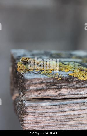 Un cliché vertical de la formation de mousse sur un morceau de roche Banque D'Images