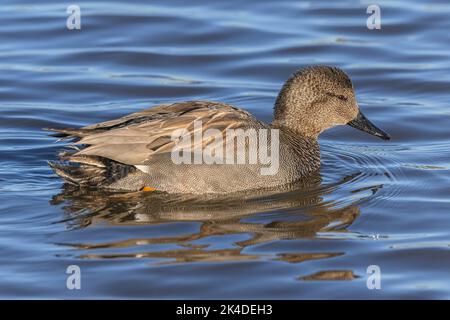 Mâle Gadwall, Mareca strespera, se nourrissant dans un lagon peu profond, au milieu de l'hiver; Dorset. Banque D'Images