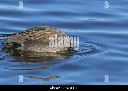 Mâle Gadwall, Mareca strespera, se nourrissant avec la tête submergée, dans un lagon peu profond, au milieu de l'hiver; Dorset. Banque D'Images