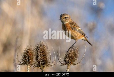 Femelle Stonechat, Saxicola rubicola, perchée sur des têtes de thé au milieu de l'hiver. Banque D'Images