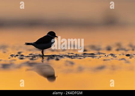 Un pluvier à anneaux (Charadrius hiaticula) se retrouvant éclairé par le soleil levant sur la plage. Banque D'Images