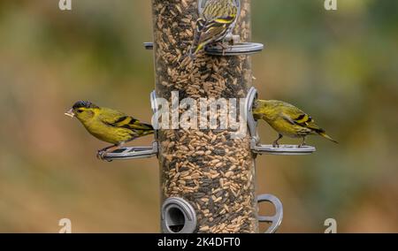 Mangeoire à oiseaux de bois pour les finches, avec nourriture Siskins. Blashford Lakes, Hampshire. Banque D'Images