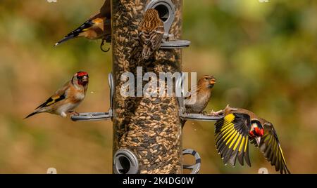 Mangeoire à oiseaux des bois pour les finches, avec nourrissage des finches d'or et des petits Redrots. Blashford Lakes, Hampshire. Banque D'Images