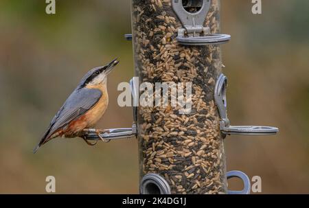 Nuthatch eurasien, Sitta europaea, au mangeoire à oiseaux des bois, Hampshire. Banque D'Images