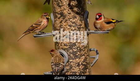 Mangeoire à oiseaux des bois pour les finches, avec nourrissage des finches d'or et des petits Redrots. Blashford Lakes, Hampshire. Banque D'Images
