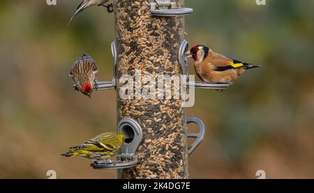 Mangeoire à oiseaux des bois pour les finches, avec nourrissage des finches d'or, des Siskins, et des petits Redrots. Blashford Lakes, Hampshire. Banque D'Images