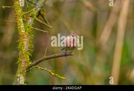 Petit redpoll, cabaret Acanthis perché dans le Bush, en hiver. Banque D'Images