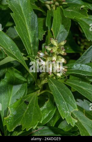 Pachysandra japonaise, Pachysandra terminalis, en fleur. Largement utilisé comme couverture de jardin. Depuis l'Asie de l'est. Banque D'Images