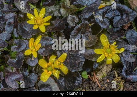 Moins de célandine 'brazen Hussy', Ficaria verna 'brazen Hussy', en fleur dans le jardin au printemps rarly. Banque D'Images