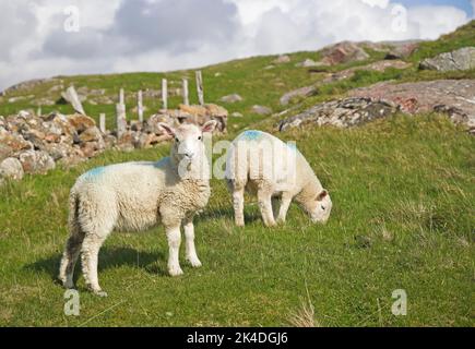 Deux jeunes agneaux de printemps paissent sur des terres de croft à flanc de colline à Sutherland, dans les Highlands du Nord-Ouest, en Écosse, au Royaume-Uni, temps ensoleillé de mai. Banque D'Images