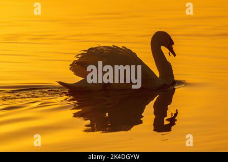 Muet cygne, Cygnus color, se nourrissant sur le lac au lever du soleil. Banque D'Images