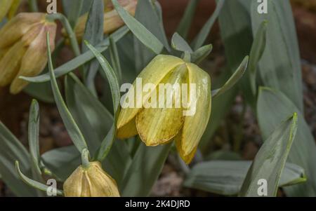 A Fritillary, Fritilaria crassifolia subsp. Crassifolia, en fleur; dinde. Banque D'Images
