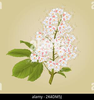Fleur de châtaignier avec feuilles illustration vectorielle vintage Illustration de Vecteur