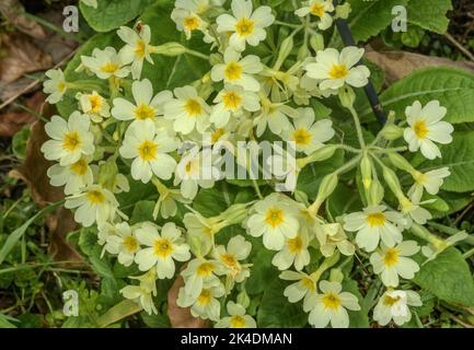 Faux Oxlip, Primula x digenea, Cowslip x Oxlip, (Primula elatior x Primula vulgaris) en fleur, Cambs. Banque D'Images