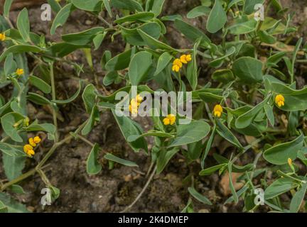 Gravure annuelle de scorpion, Coronilla scorpioides, en fleur au printemps. Europe du Sud, Méditerranée. Banque D'Images