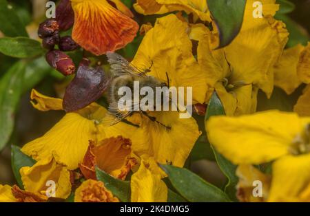 Abeille fleur à pieds fins mâles, Anthophora plumipes, sur Wallflower, Erysimum cheiri, en fleur. Banque D'Images