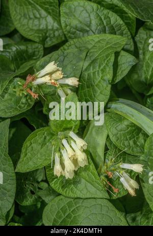 Comfrey rampant, Symphytum grandiflorum en fleur, dans le Caucase. Banque D'Images