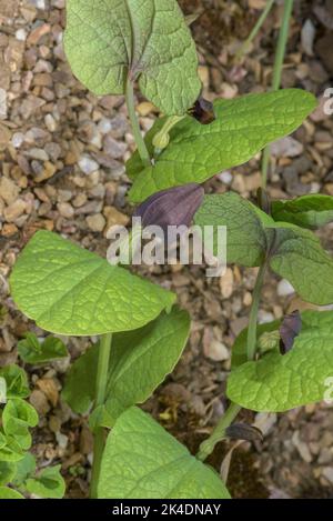 Armoise à feuilles rondes, Aristolochia rotunda, en fleur, Europe du Sud. Banque D'Images