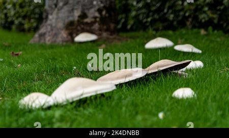Champignons poussant dans un anneau de fée sur une pelouse dans la lumière du matin sombre Banque D'Images