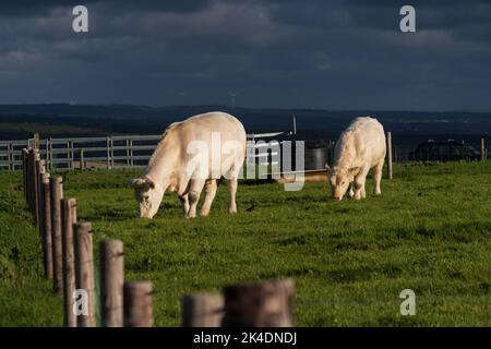 Deux vaches blanches paître au coucher du soleil pendant l'heure d'or devant le ciel sombre de tempête dans le paysage irlandais Banque D'Images
