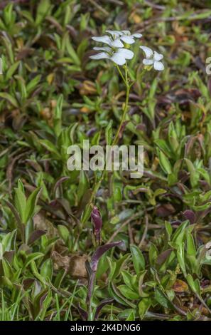 Épandage de cresson rocheuse, Arabis procurrens en fleur dans les Carpates. Banque D'Images