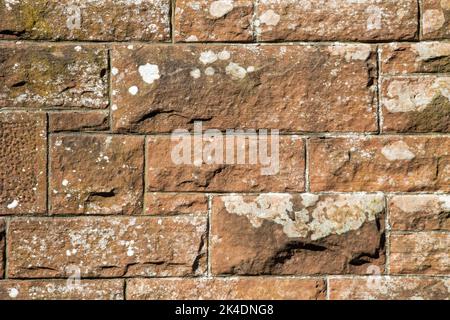 Gros plan sur un mur en grès rouge avec des algues vertes/lichens, tourné en format paysage Banque D'Images