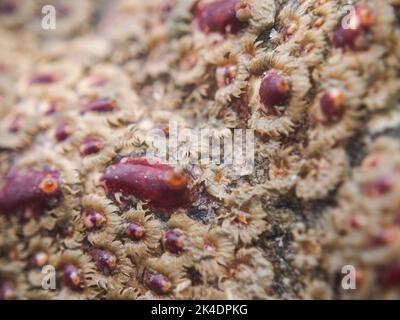 L'anémone ressemble à la croissance en gros plan sur une coquille de homard de roche rouge épineux Banque D'Images