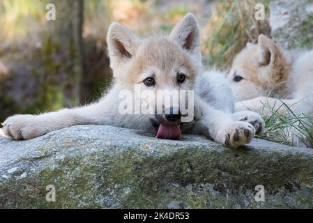 Pup de loup arctique léchant Banque D'Images