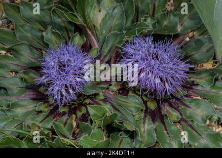 Carthamus rhapontioides, endémique au Maroc et dans les zones adjacentes. Banque D'Images