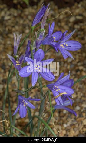 Lys de montagne de lavande, Ixiolirion tataricum en fleur, centre de la Chine. Banque D'Images