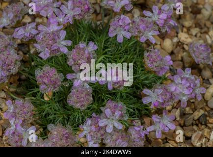 Thrift à feuilles de genévrier, Armeria juniperifolia, en fleur dans le jardin alpin. Banque D'Images