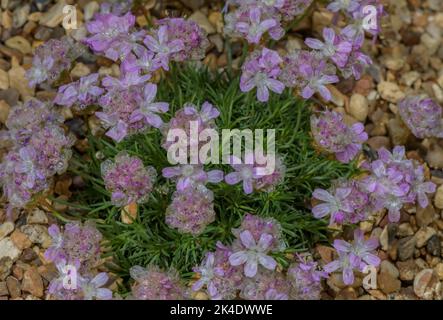 Thrift à feuilles de genévrier, Armeria juniperifolia, en fleur dans le jardin alpin. Banque D'Images