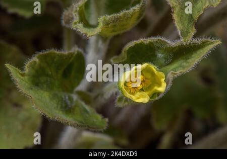 Gingembre sauvage droit, Saruma henryi, en fleur; de bois, Chine Banque D'Images