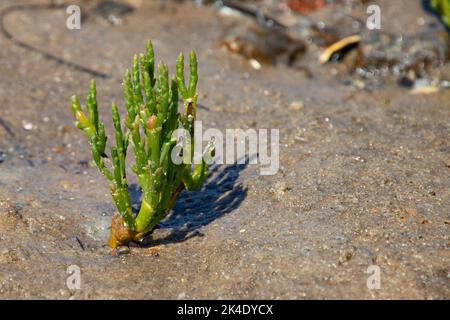 Gros plan de l'isoète à longues pointes, également appelée Salicornia procumbens Banque D'Images