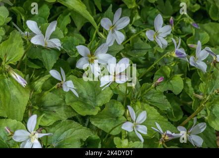 Violet blanc canadien, Viola canadensis, en fleur au printemps, dans les bois. Banque D'Images