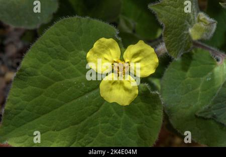 Gingembre sauvage droit, Saruma henryi, en fleur; de bois, Chine Banque D'Images