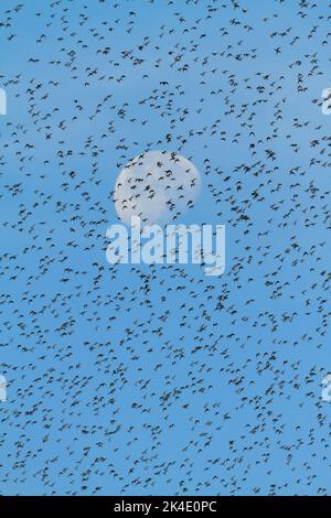 Murmaration d'Une grande Flock de noeuds, Calidris canutus, Flying Overhead contre la Lune, Snettisham UK Banque D'Images