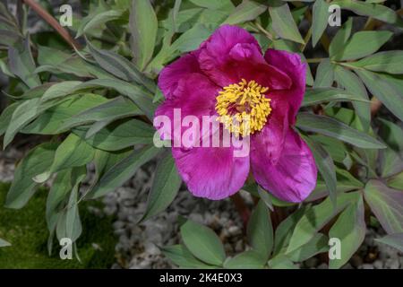 Poney de corne de RAM, Paeonia arietina en fleur. Depuis l'Europe du Sud-est, l'Asie de l'Ouest. Banque D'Images
