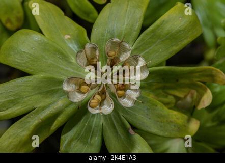 Aconite d'hiver, Eranthis hyemalis dans les fruits au printemps. Banque D'Images