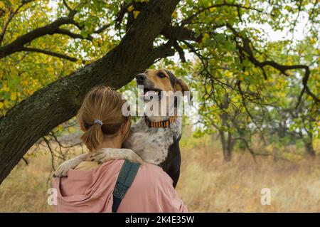 Portrait d'un chien de race mixte assis sur les mains de maître près de la branche d'abricot et être heureux Banque D'Images