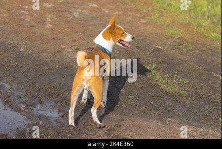 Basenjydog mûr debout sur route sale inukraine à la saison d'automne Banque D'Images
