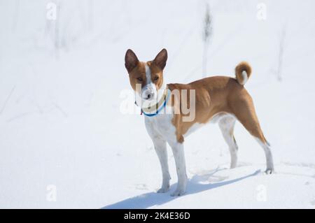 Chien Basenji mûr debout sur une neige fraîche pour la première fois Banque D'Images